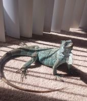 Iguana Iguana Reptiles for sale in Myrtle Beach, SC, USA. price: $50
