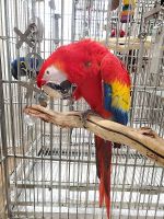 Illigers Macaw Birds for sale in 4141 St Bernard Ave, New Orleans, LA 70122, USA. price: $450,000