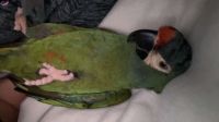 Illigers Macaw Birds for sale in 3460 Forest Meadow Ct, Saginaw, MI 48603, USA. price: $4,999