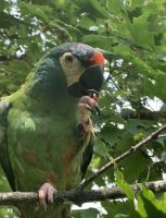 Illigers Macaw Birds Photos