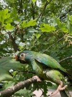 Illigers Macaw Birds Photos