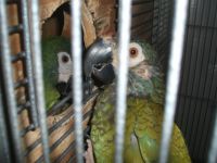 Illigers Macaw Birds for sale in Beloit, WI 53511, USA. price: $1,400