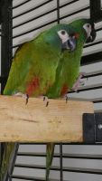 Illigers Macaw Birds for sale in Cincinnati, OH, USA. price: $1,500