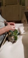 Illigers Macaw Birds for sale in Snellville, GA, USA. price: NA