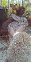 Indian Hare Rabbits for sale in Kaloor, Kochi, Kerala, India. price: 2,000 INR