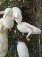 Indian Hare Rabbits for sale in Madurai, Tamil Nadu, India. price: 800 INR