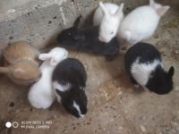 Indian Hare Rabbits Photos