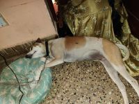 Indian Pariah Dog Puppies Photos