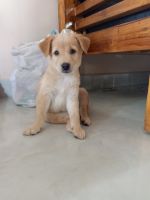 Indian Pariah Dog Puppies Photos