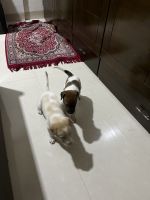 Indian Pariah Dog Puppies for sale in Gulmohar Rd, Juhu Scheme, Andheri West, Mumbai, Maharashtra 400047, India. price: NA