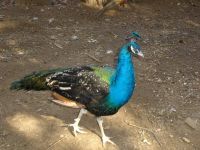 Indian Peafowl Birds Photos