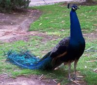 Indian Peafowl Birds for sale in Dover, DE, USA. price: $800