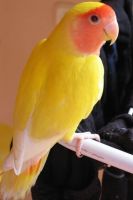 Indian Ringneck Birds for sale in Los Angeles, CA, USA. price: $500