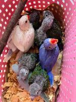 Indian Ringneck Birds for sale in Blue River, Wisconsin. price: $300