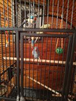Indian Ringneck Birds for sale in Fayetteville, Ohio. price: $1,450