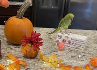 Indian Ringneck Birds for sale in Hanover, Maryland. price: $550