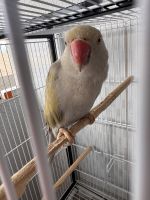 Indian Ringneck Birds for sale in Goiânia, State of Goiás, Brazil. price: 1,300 BRL