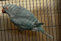 Indian Ringneck Birds for sale in Kissimmee, FL, USA. price: $475