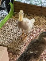 Indian Runner Duck Birds for sale in Trion, GA 30753, USA. price: NA