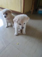 Indian Spitz Puppies for sale in Noida, Uttar Pradesh, India. price: 6,000 INR