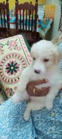 Indian Spitz Puppies for sale in Chromepet, Chennai, Tamil Nadu, India. price: 4,000 INR