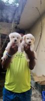 Indian Spitz Puppies for sale in Chennai, Tamil Nadu, India. price: 9,000 INR