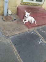 Indian Spitz Puppies for sale in Guntur, Andhra Pradesh, India. price: 4,000 INR