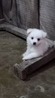 Indian Spitz Puppies for sale in Patna, Bihar, India. price: 5,500 INR