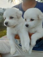 Indian Spitz Puppies for sale in Ranchi, Jharkhand, India. price: NA