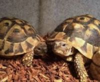 Indian Star Tortoise Reptiles Photos