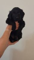 Irish Doodles Puppies for sale in Anna, TX 75409, USA. price: NA