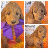 Irish Doodles Puppies for sale in Tupelo, MS, USA. price: $1,200