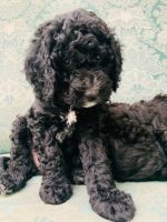 Irish Doodles Puppies for sale in Ottawa, ON, Canada. price: $1,200