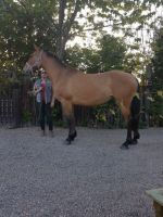 Irish Draught Horses Photos