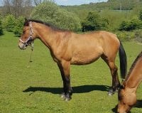 Irish Draught Horses Photos