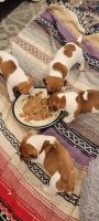 Irish Jack Russell Puppies for sale in Fall River, MA 02723, USA. price: $600