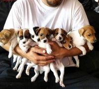 Irish Jack Russell Puppies Photos