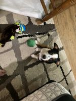 Irish Jack Russell Puppies for sale in Englewood, FL, USA. price: $600