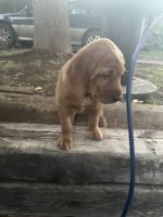 Irish Red and White Setter Puppies for sale in Glenwood Springs, CO 81601, USA. price: $800