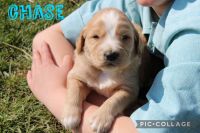 Irish Setter Puppies for sale in Geneva, Indiana. price: $200