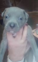 Irish Staffordshire Bull Terrier Puppies for sale in Ripley, MS 38663, USA. price: $150