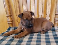 Irish Terrier Puppies for sale in Waterloo, NY 13165, USA. price: $600