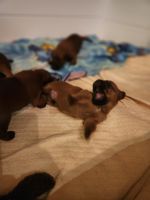 Irish Terrier Puppies Photos