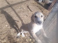 Irish Wolfhound Puppies for sale in Reno, NV, USA. price: $50,000