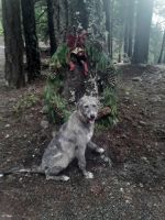 Irish Wolfhound Puppies for sale in Longview, TX, USA. price: $800