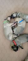 Irish Wolfhound Puppies Photos