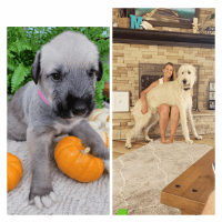 Irish Wolfhound Puppies for sale in Friant, CA 93626, USA. price: $2,500