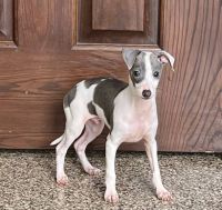 Italian Greyhound Puppies for sale in New York, NY, USA. price: $500