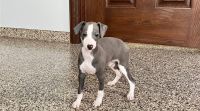 Italian Greyhound Puppies for sale in Seattle, WA, USA. price: $500