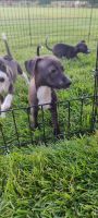 Italian Greyhound Puppies for sale in Meridian, ID 83642, USA. price: $1,000